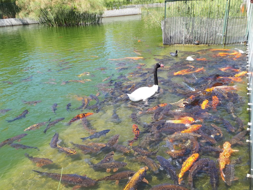 visit the fish at parque bicentenario