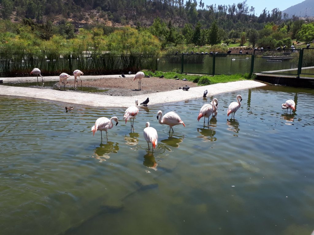 kids will love to see the flamingos at parque bicentenario