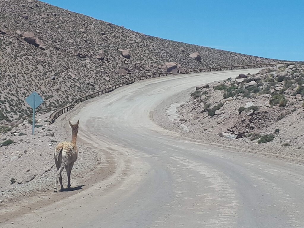 a vicuna walking along the side of a winding road in the Atacama Desert Chile