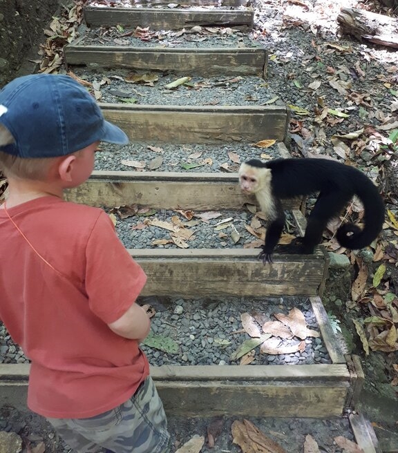 capuchin monkeys get close on the trails at Manuel Antonio National Park