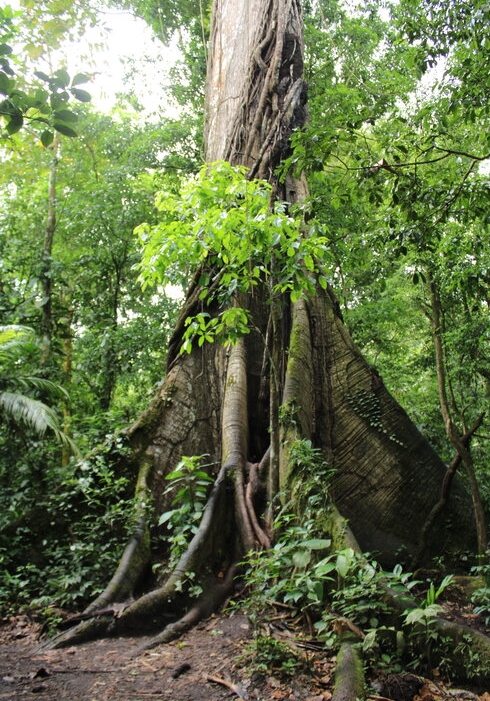 400 year old ceiba tree in Arenal Volcano National Park