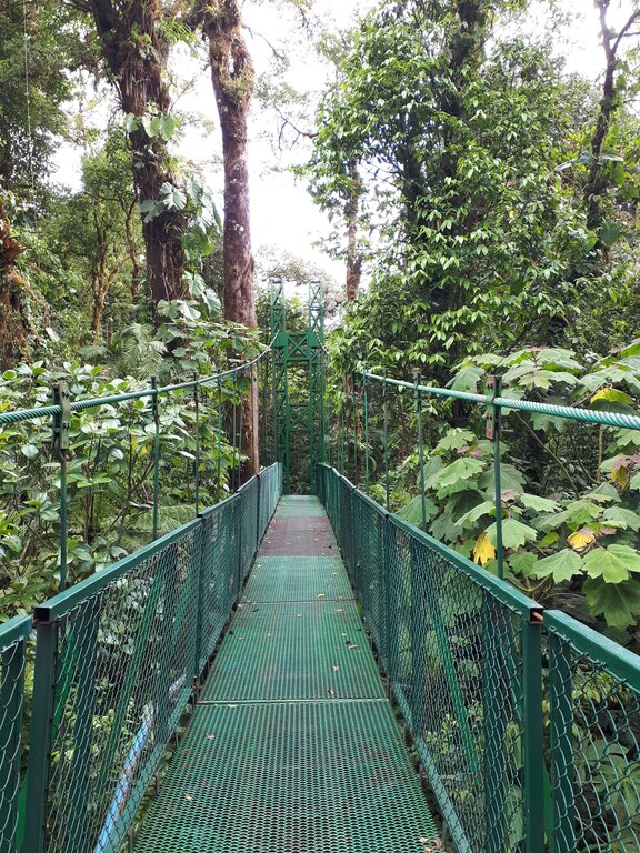 one of the hanging bridges at selvatura park in Monteverde Costa Rica