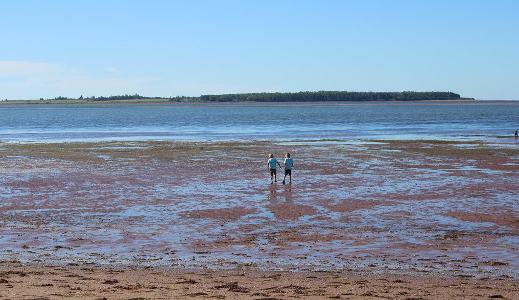 two boys walking out into the tidal flats at green shore's beach in PEI - it's one of the best beaches in PEI for families