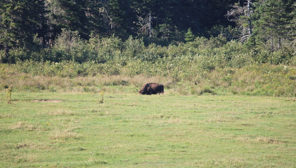 a bison grazing with his head down at Buffaloland Provincial Park in Montague PEi