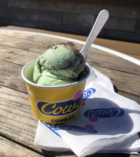 chocolate mint ice cream with a spoon in a cows cup - the iconic ice cream in PEI