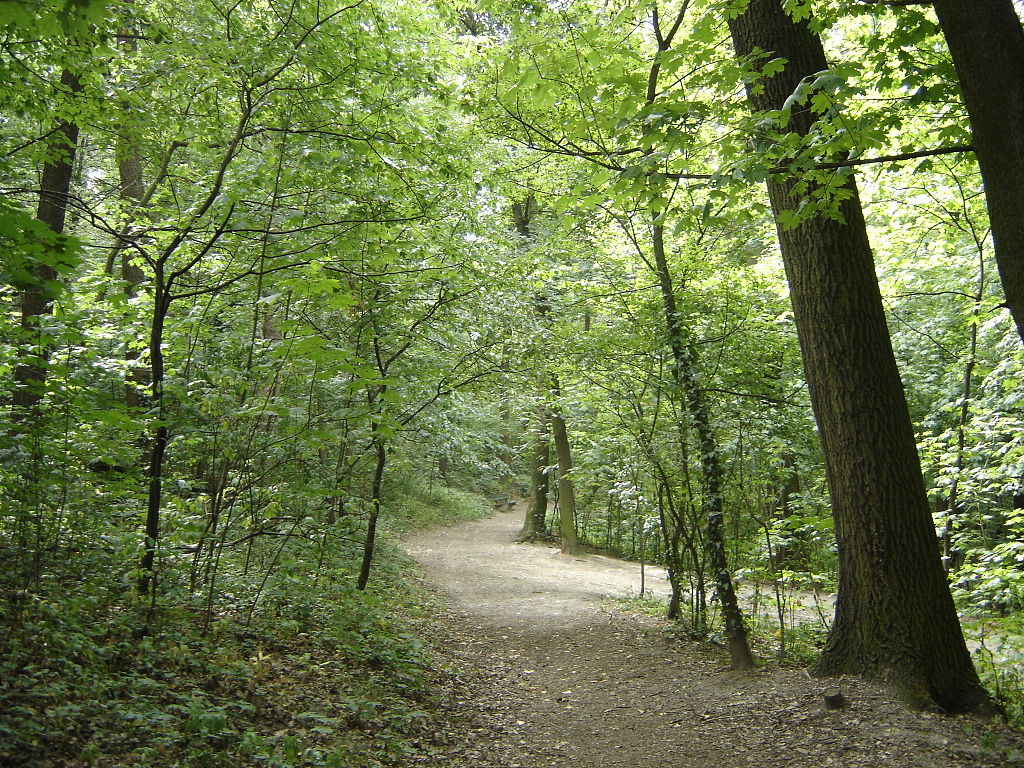 a path leads through a green forested area