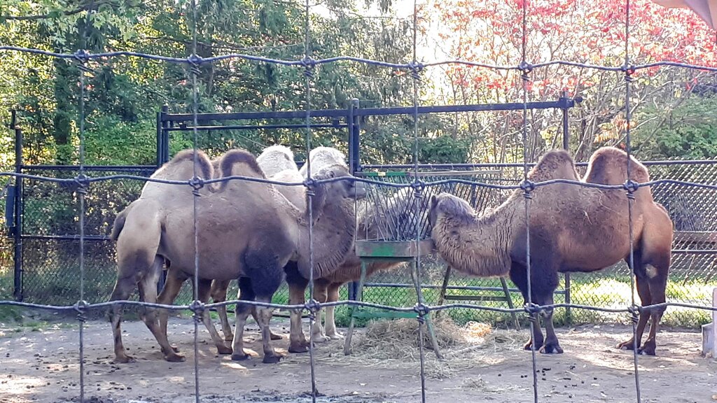 camels in the Toronto zoo