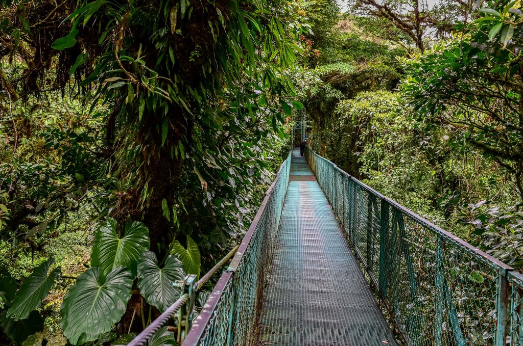 hanging bridge through the rainforest canopy in Monteverde costa rica
