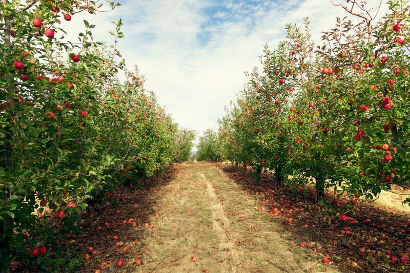 path in between apple trees in an apple orchard