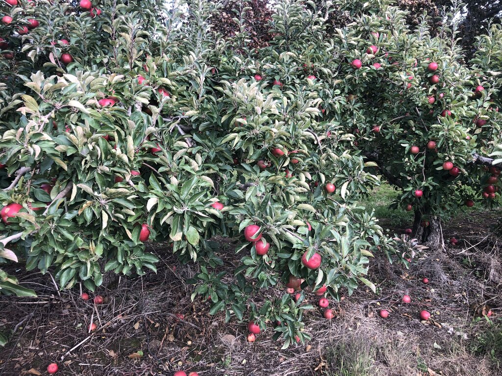 apples on trees in an orchard and some apples have fallen on the ground.