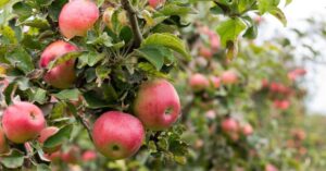 10 Best Places to Go Apple Picking in Nova Scotia