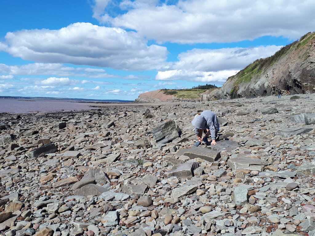 boy bent over searching for fossils on the ocean floor at low tide