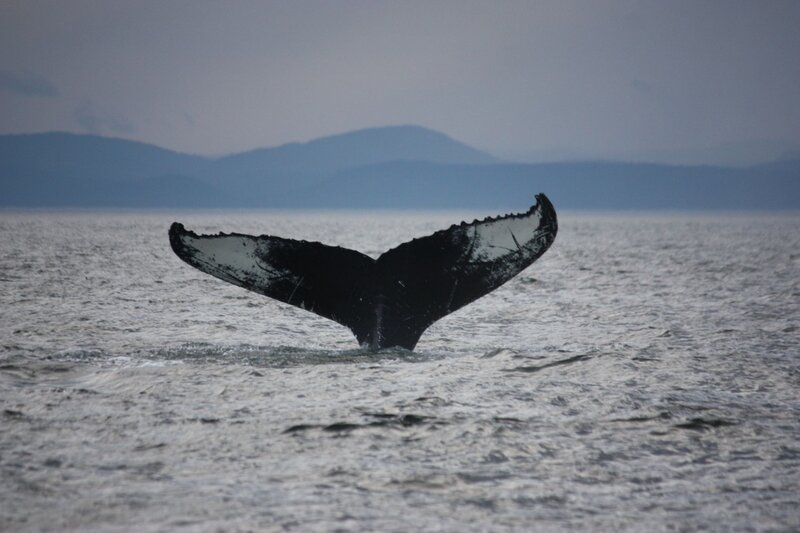 a whale tale above the water on the st lawrence river in tadoussac quebec. the day is foggy and grey but the mountainous landscape can be seen on the other side of the river