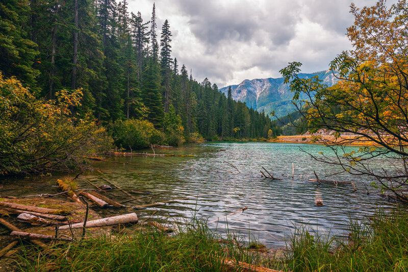 A serene lakeshore scene in Kootenay National Park, with calm, clear water surrounded by dense evergreen forest and scattered autumn foliage. Driftwood floats near the shore under a moody, overcast sky, with rugged mountains rising in the background.
