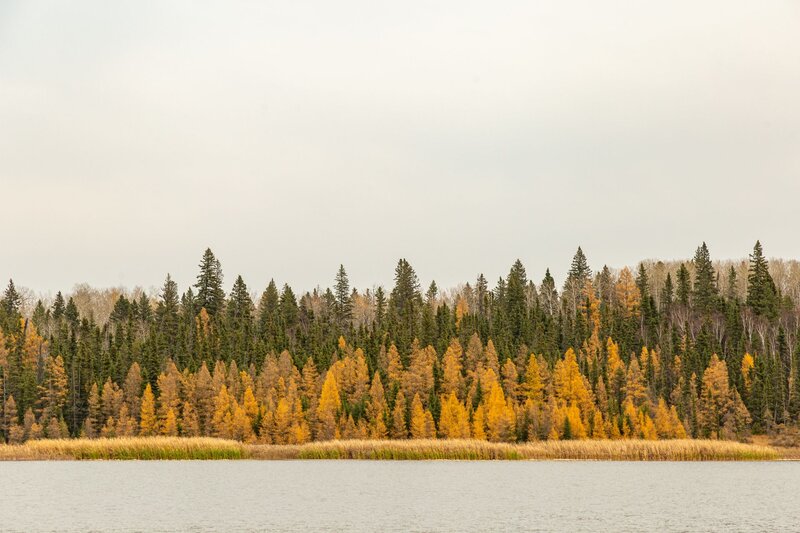 A calm lakeshore scene in Riding Mountain National Park, Manitoba, with golden-yellow trees lining the water’s edge against a backdrop of dense evergreens and bare-branched trees. The muted sky adds a soft, overcast tone to the peaceful autumn landscape.